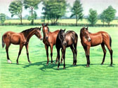 Kentucky Yearlings